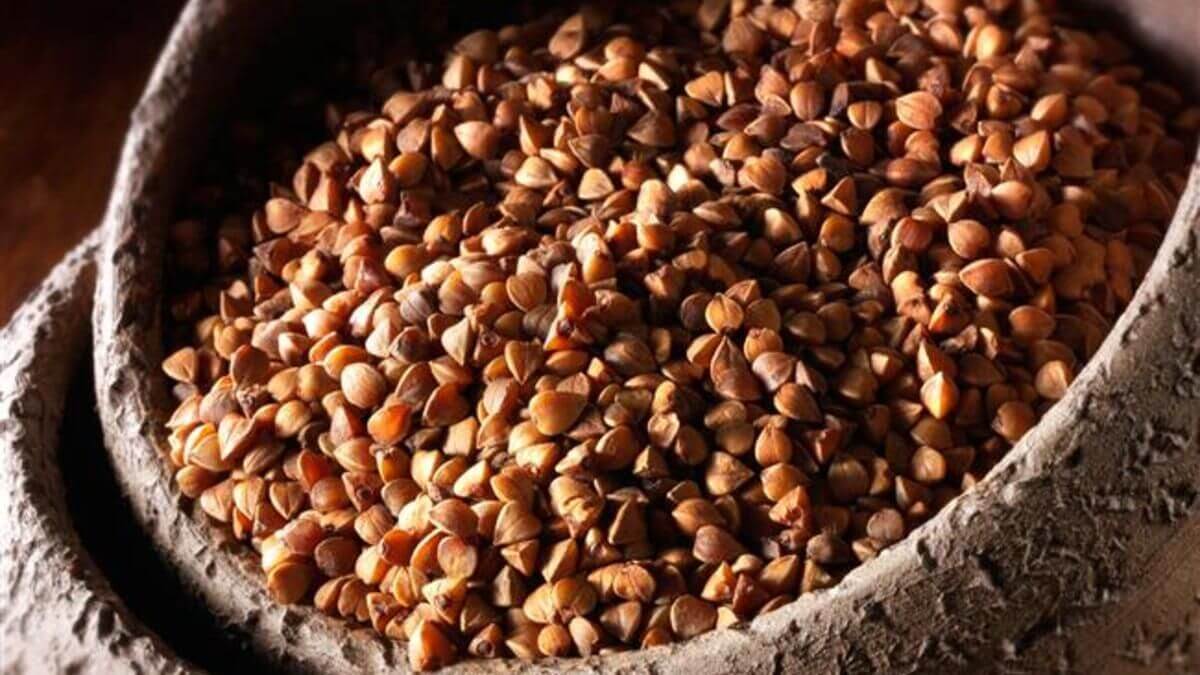 bitkisel protein